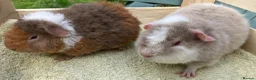 Guinea Pig rodents for sale: Stunning red eyed pure bred Teddy boys/boars - Advert 32