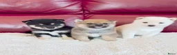 Japanese Shiba Inu dogs for sale: Five Little Fox-Faced Charms Shiba Inu Puppies - Advert 10