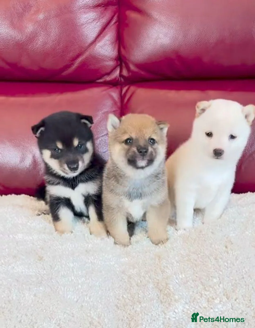Japanese Shiba Inu dogs for sale: Five Little Fox-Faced Charms Shiba Inu Puppies - Advert 10