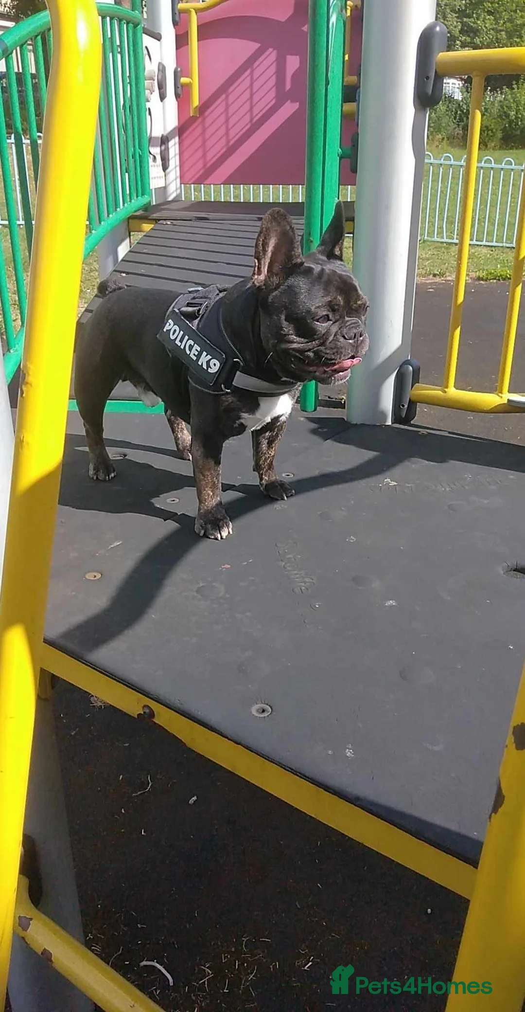 French Bulldog dogs for sale: Hugo  in Rotherham - Advert 2