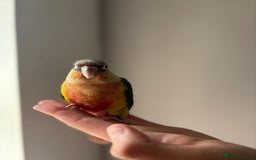 Conures birds for sale: BEAUTIFUL HAND REARED PINEAPPLE CONURES  - Image 1