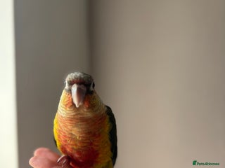 Conures birds - Advert 5