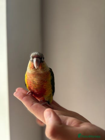 Conures birds - Advert 4