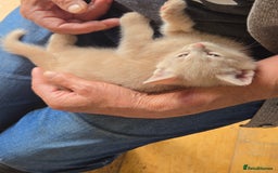 British Shorthair cats for sale: Two beautiful kittens, one male and one female  - Image 9