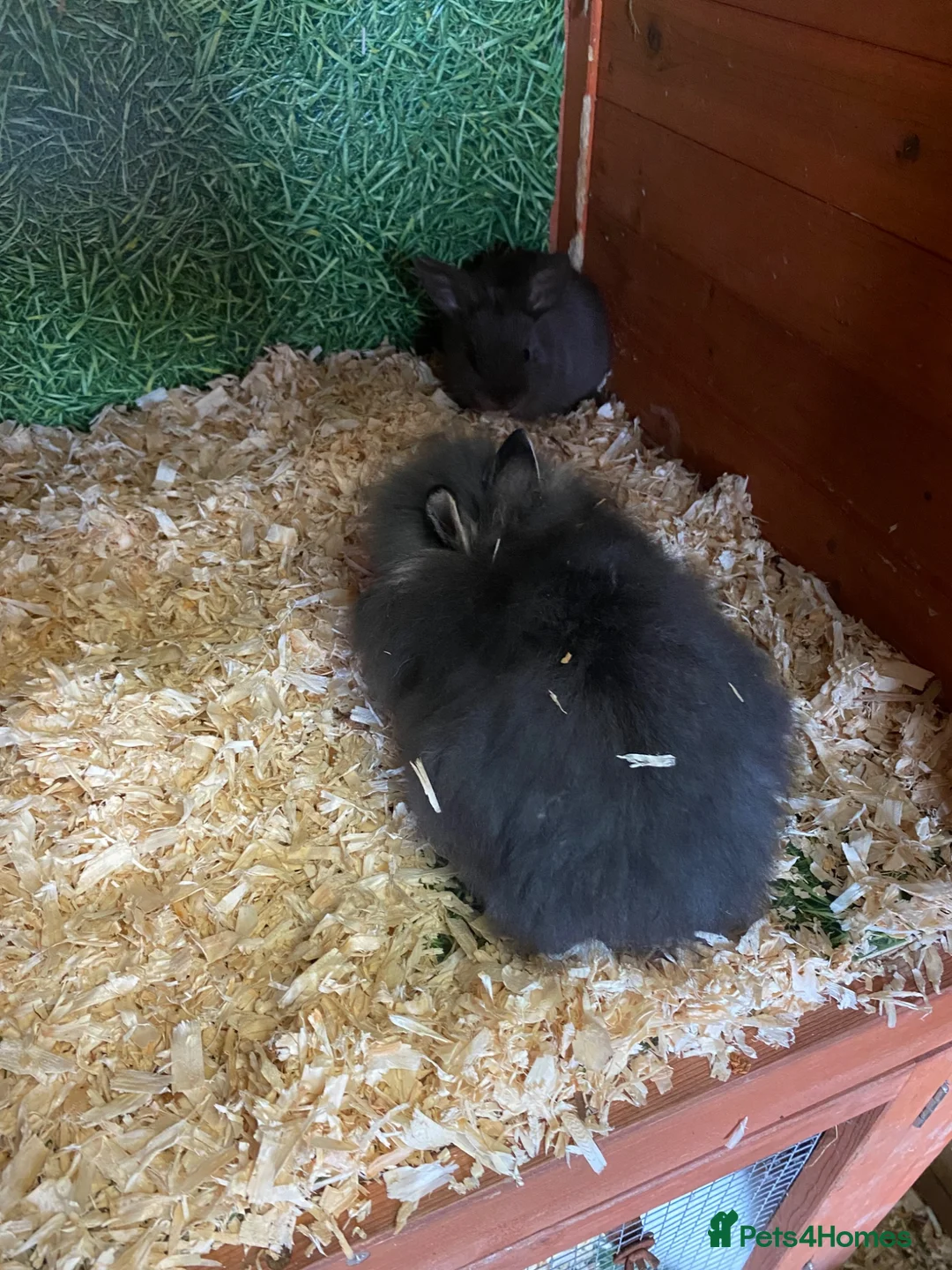 Lionhead rabbits for sale: Beautiful lionhead cross Netherland dwarf girls in Keighley - Advert 2