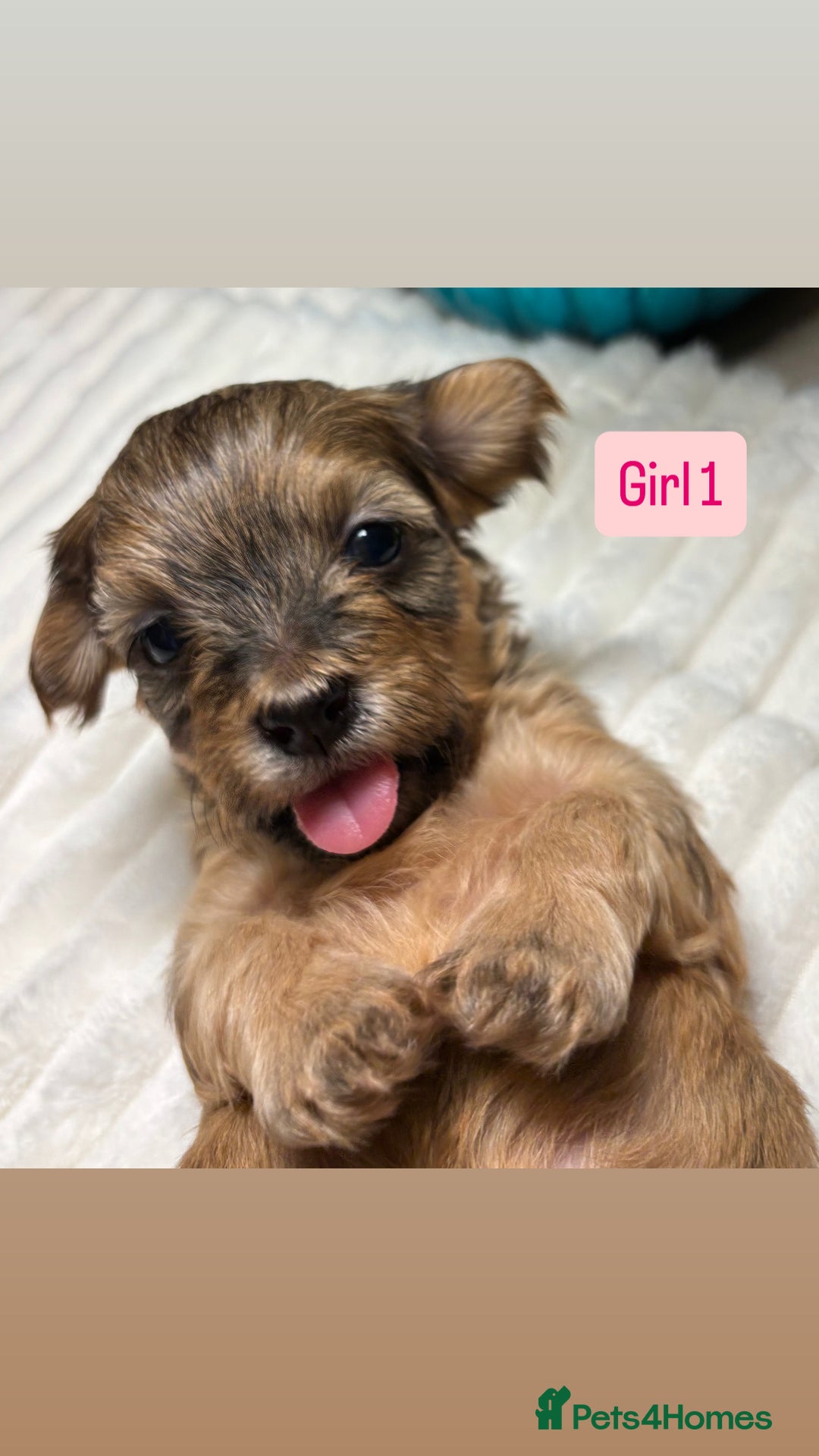 Havanese dogs for sale: 9 Beautiful Havanese Pedigree Puppies  - Advert 25