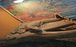 Monitor reptiles for sale: Bosc monitor lizard savvy  - Image 2