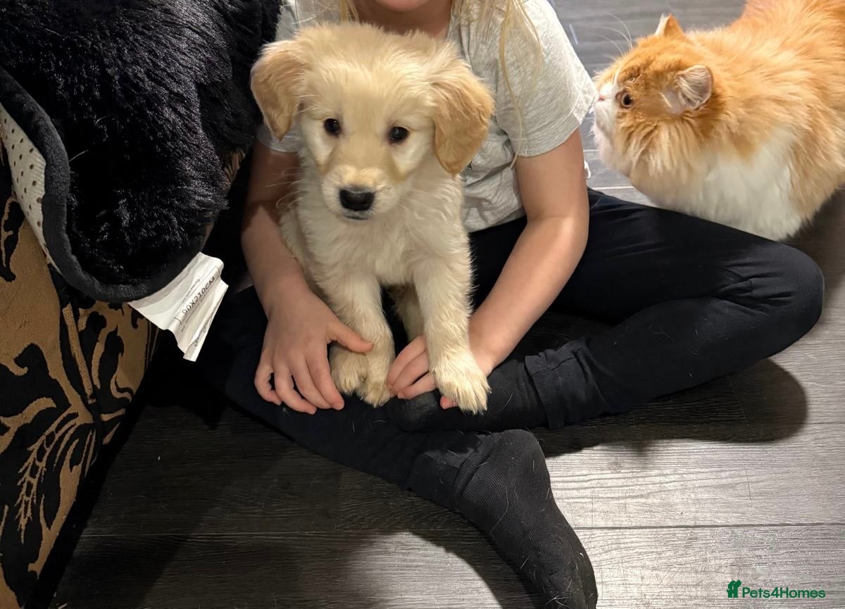 Golden Retriever dogs 11 weekold golden retriever SeriousEnquiries Only  - Advert 12