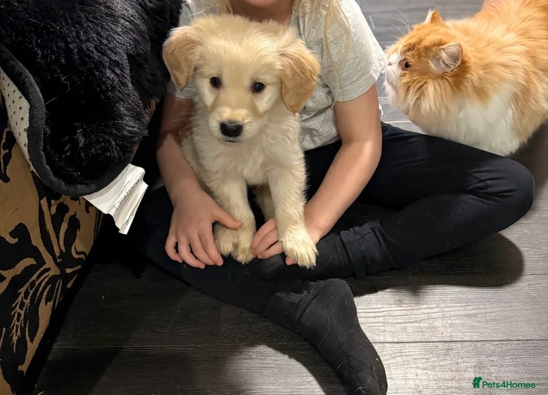 Golden Retriever dogs for sale: 10 week old golden retriever  - Advert 2