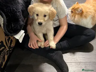 Golden Retriever dogs 11 weekold golden retriever SeriousEnquiries Only - Advert 12