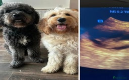 Goldendoodle dogs for sale: MultiGen Goldendoodles  - Image 3