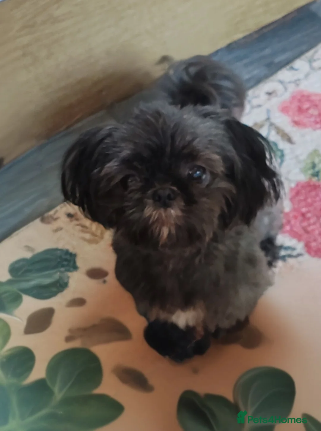Shih Tzu dogs for sale: Beautiful Black Shih Tzu Puppies  - Advert 10