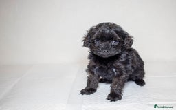 Mixed Breed dogs for sale: Havapoo. F1. Super healthy. - Image 19
