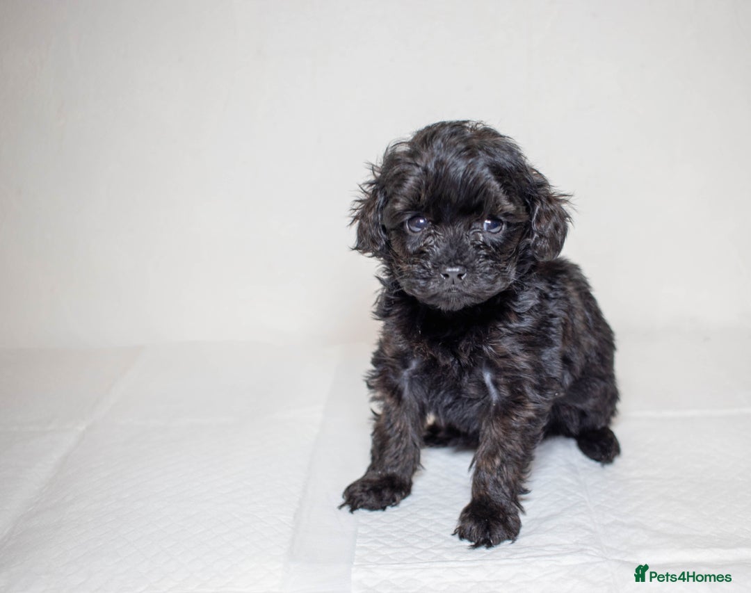Mixed Breed dogs for sale: Havapoo. F1. Super healthy. - Image 19