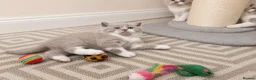 British Shorthair cats for sale: Exceptional quality British shorthair kittens  - Advert 6