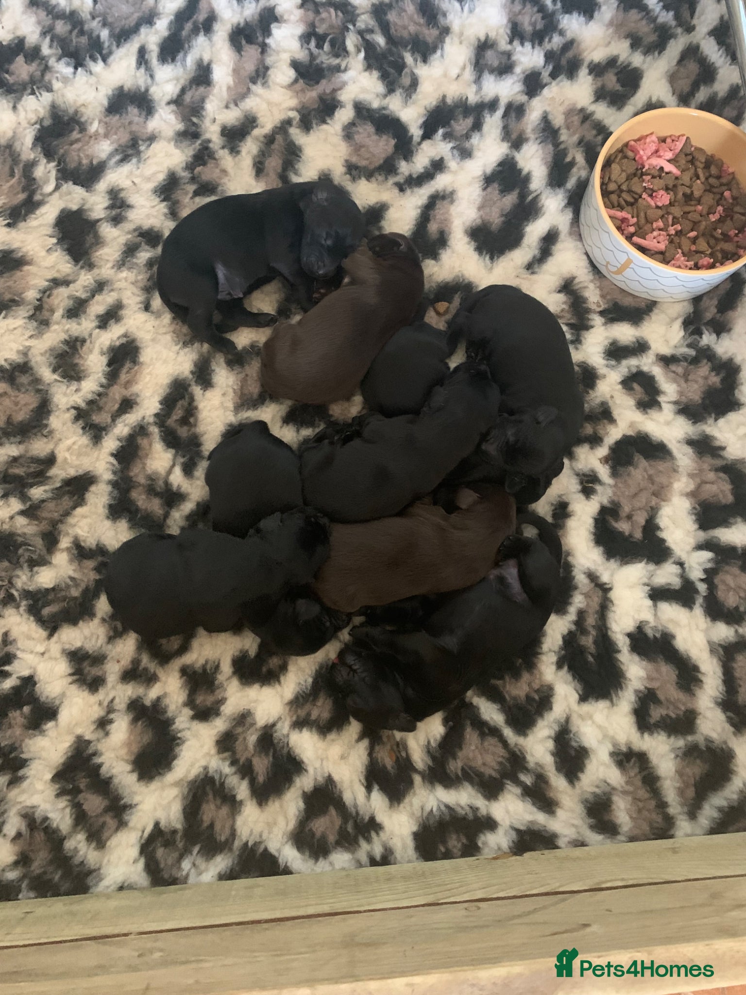 Flat coated Retriever dogs for sale: Adorable Flat Coated Retriever Puppies  - Advert 9