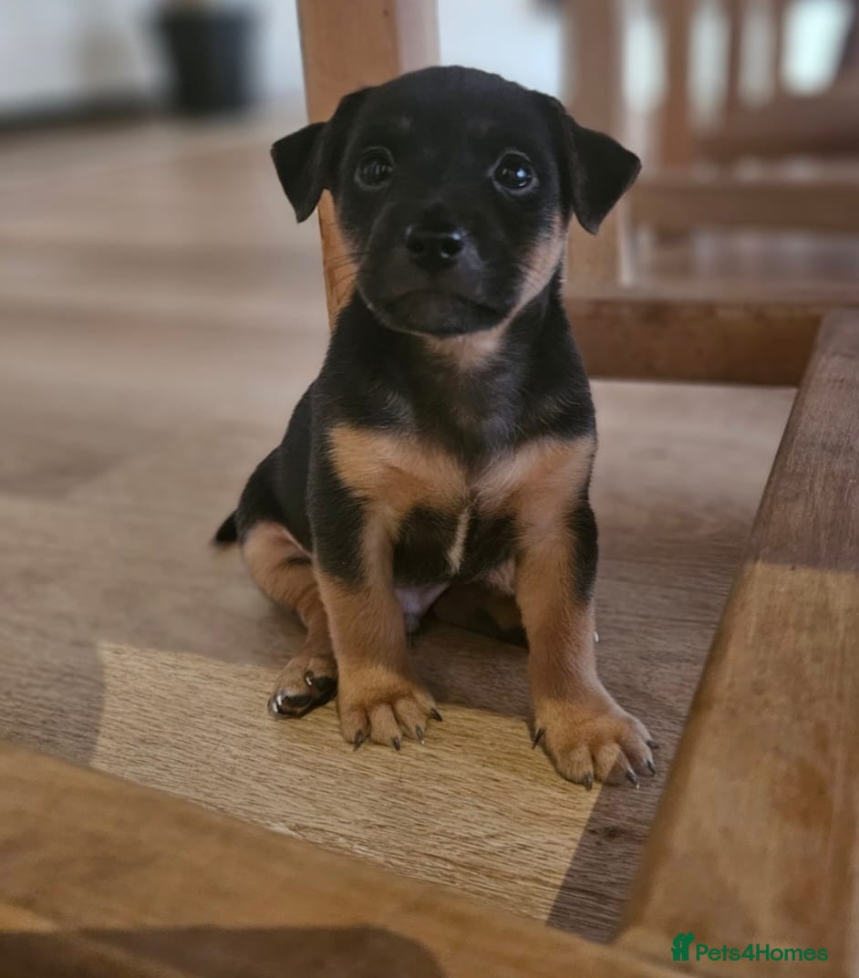 Jack Russell dogs 1 left! Grey/blue,tan, white gorgeous boy - Advert 14