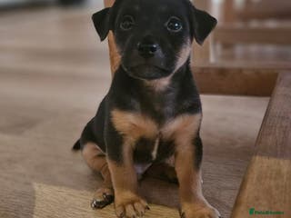 Jack Russell dogs 1 left! Grey/blue,tan, white gorgeous boy - Advert 14