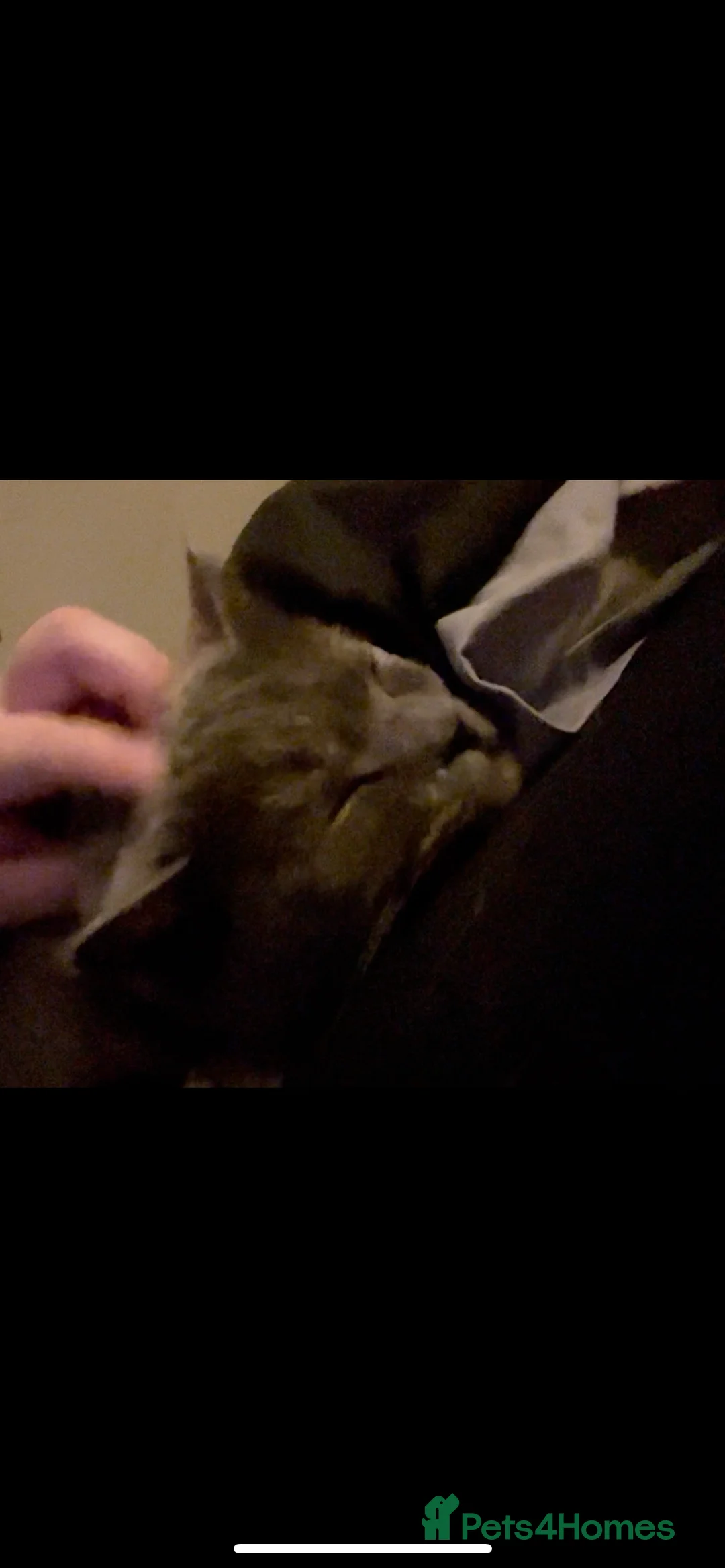 British Shorthair cats for sale: Lovely little lady - Advert 5