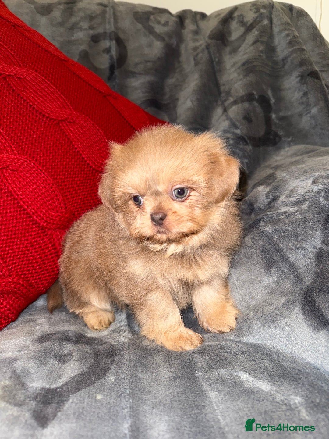 Shih Tzu dogs for sale: 🧡💜Stunning KC Registered Shih Tzu Puppies🧡💜 - Advert 5