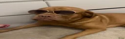 Dogue De Bordeaux dogs for sale: Dogue de Bordeaux pups🐶🐶 - Advert 28