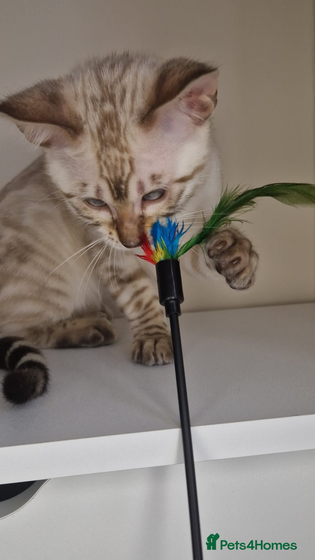 Bengal cats for sale: Snow Silver Glittered Bengal girl. - Advert 12