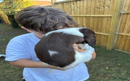 English Springer Spaniel dogs for sale: Gorgeous English Springer spaniel puppies - Image 21