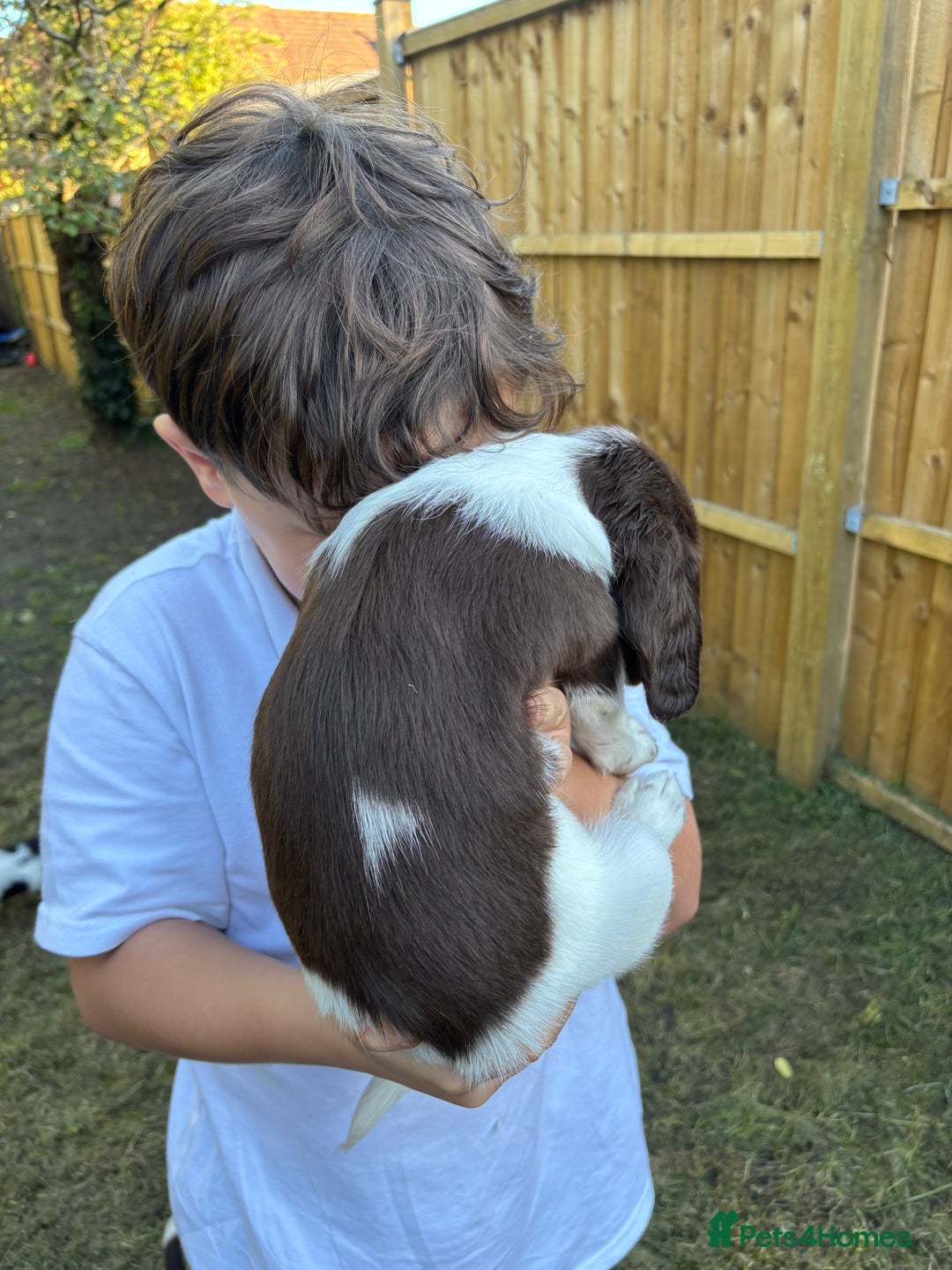 English Springer Spaniel dogs for sale: Gorgeous English Springer spaniel puppies - Image 21