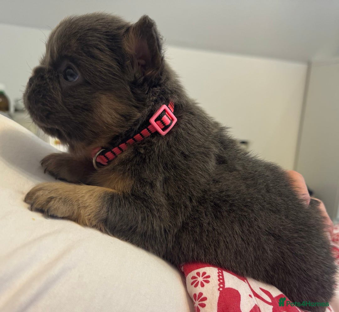 French Bulldog dogs for sale: Outstanding Frenchie pups  - Advert 19