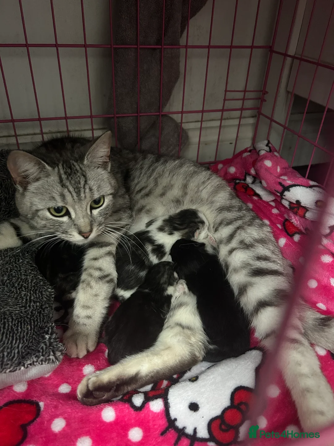 Domestic Shorthair cats for sale: BLACK+GINGER BABY KITTEN/needs to be taken ASAP in London - Advert 2