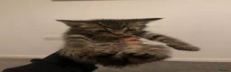 Mixed Breed cats for sale: Main Coon / Tabby Kittens for Sale  in Barry - Advert 8