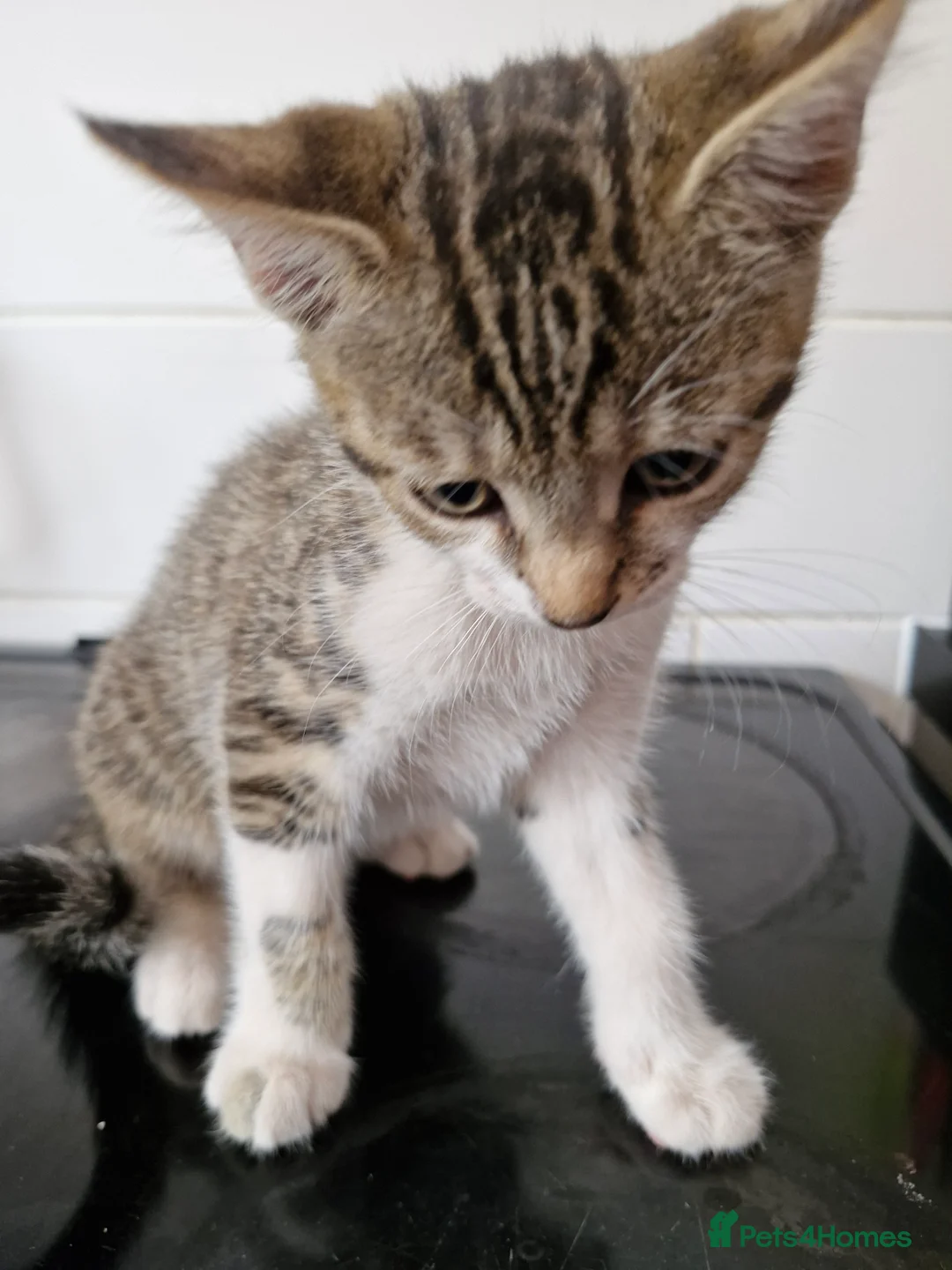 Mixed Breed cats for sale: Bengal cross kittens  in Paignton - Advert 7