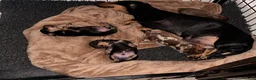 Miniature Dachshund dogs for sale: Exceptional minature daschunds  - Advert 1