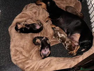 Miniature Dachshund dogs Exceptional minature daschunds - Advert 1