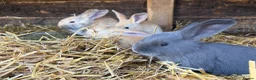 Continental Giant rabbits for sale: Various Continental Giant babies available  - Advert 11