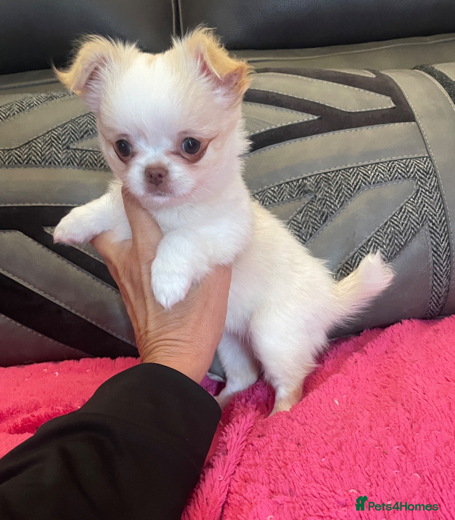 Chihuahua dogs One stunning little Girl 💖🌟💖 Ready - Advert 5