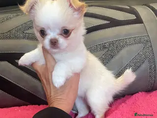 Chihuahua dogs One stunning little Girl 💖🌟💖 Ready - Advert 5