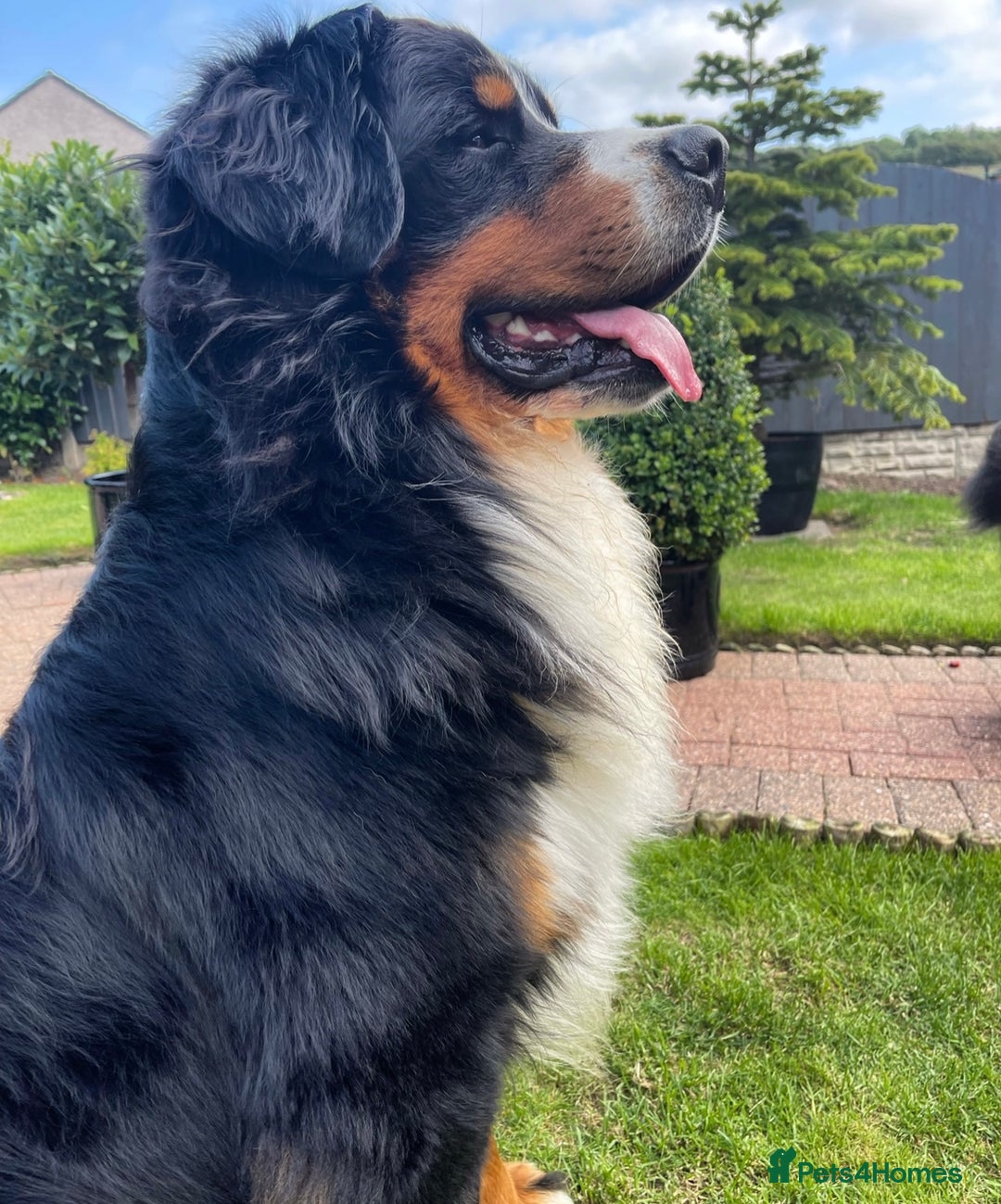 Bernese Mountain Dog dogs for stud: 🔥 CRUZ💥 TOP QUALITY BERNESE MOUNTAIN DOG STUD in Whitehaven - Image 19