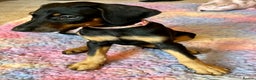 Dobermann dogs for sale: KC health tested Doberman puppies - Advert 4