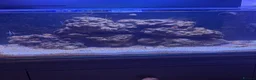 Other/Mixed Breed fish for sale: marine fish tank in Abingdon - Advert 8