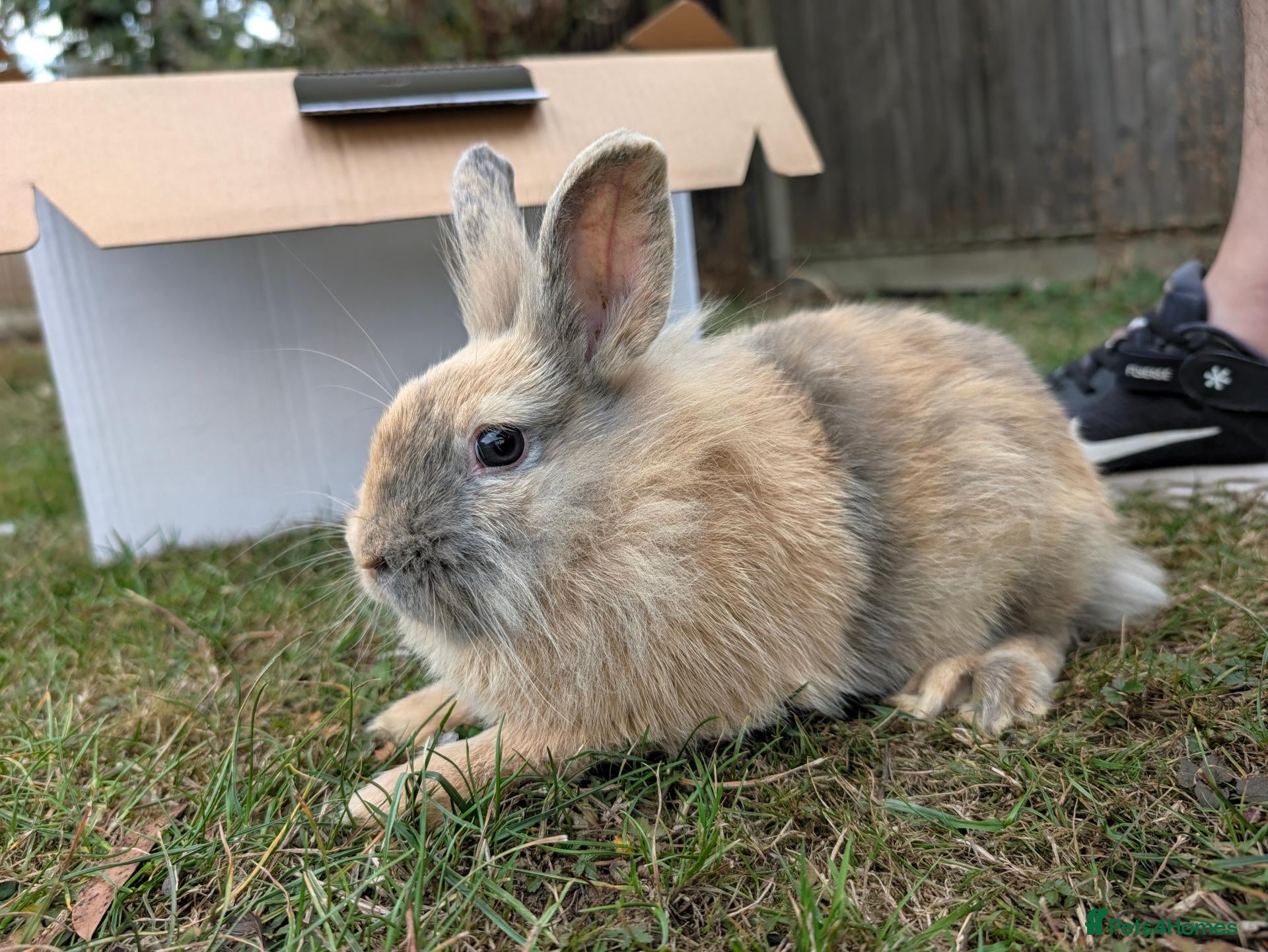 Lionhead rabbits 5 Month Old Lionhead Doe in Basildon - Advert 1