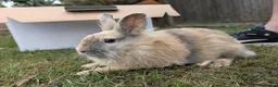 Lionhead rabbits for sale: 5 Month Old Lionhead Doe in Basildon - Advert 1