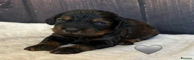 Grey Collar Female