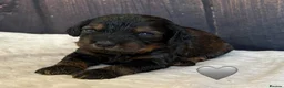 Cockapoo dogs for sale: Outstanding F1 Cockapoos🩵 🩷 Fully H/T Parents!🧬 - Advert 8