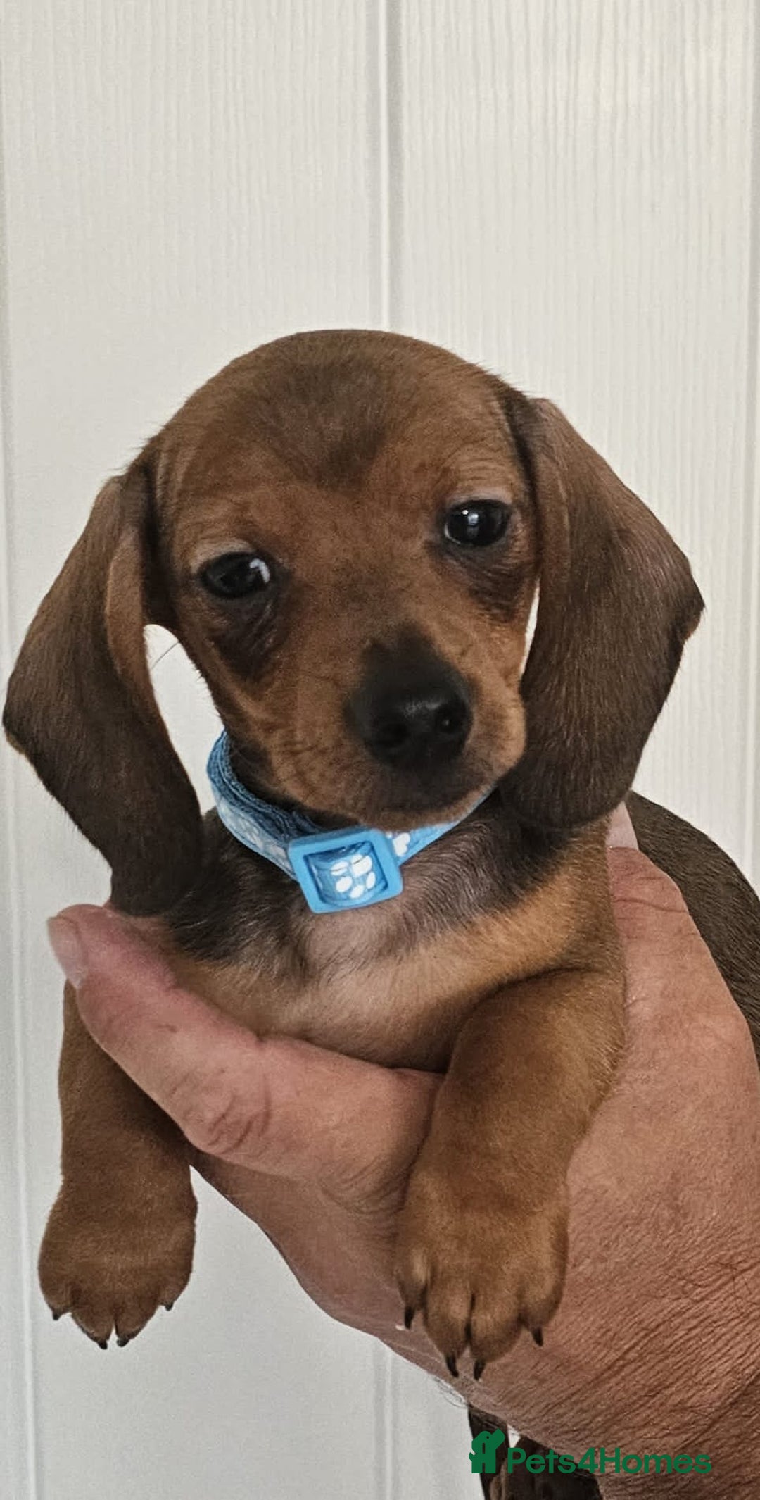 Dachshund dogs for sale: Ready to leave Wonderful Mini Dachshund Puppies - Image 6