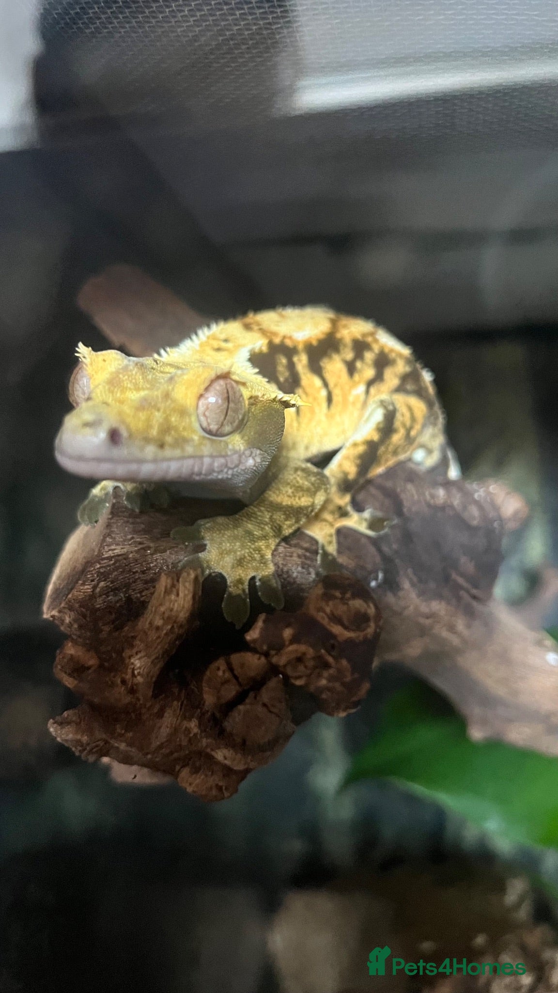 Mixed Breed reptiles Multiple reptiles for rehome - Advert 2