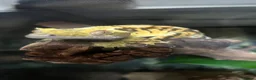Mixed Breed reptiles for sale: Multiple reptiles for rehome in Solihull - Advert 17