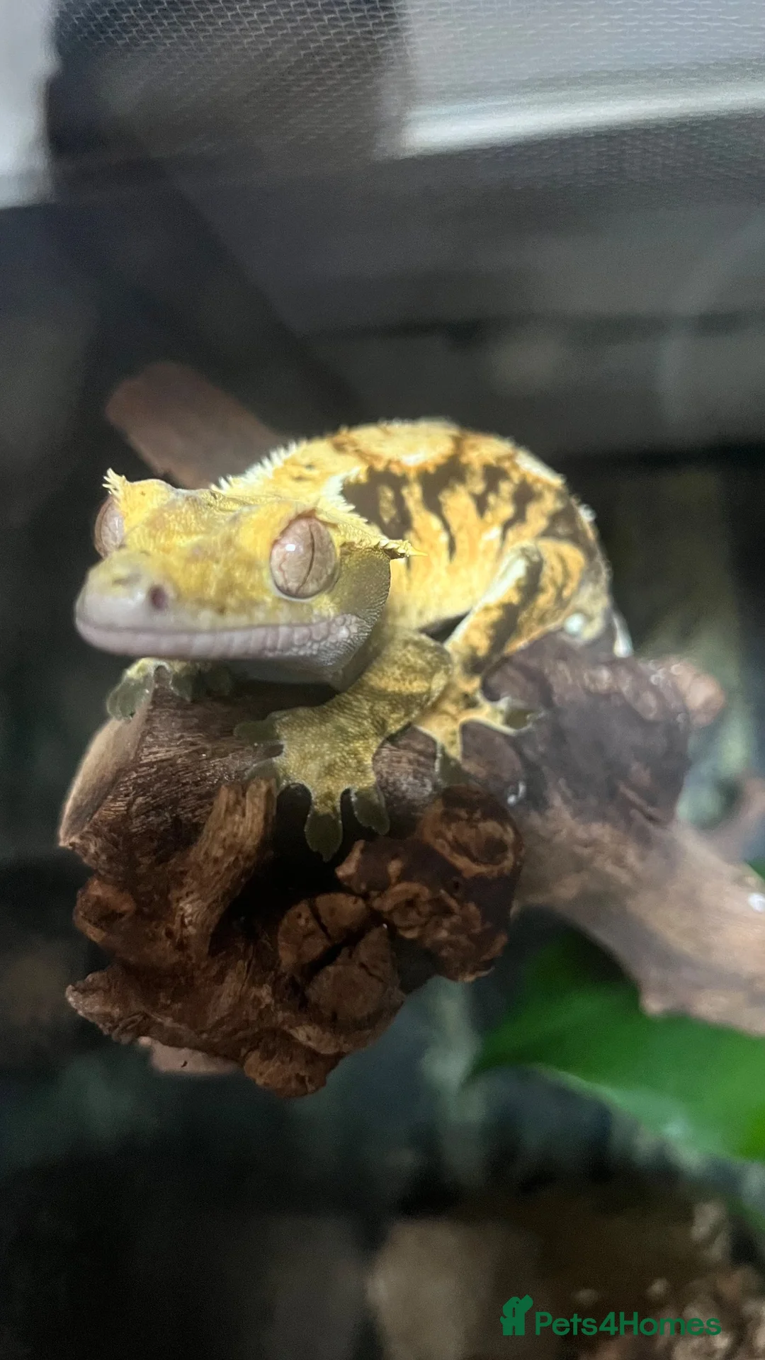 Mixed Breed reptiles for sale: Multiple reptiles for rehome - Advert 2