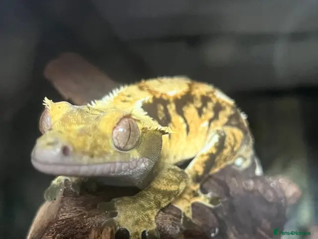 Mixed Breed reptiles for sale: Multiple reptiles for rehome - Advert 2