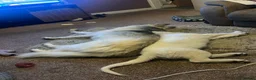 German Shepherd dogs for sale: White German shepherd puppy  in Colne - Advert 4